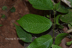 Kunstleria keralensis